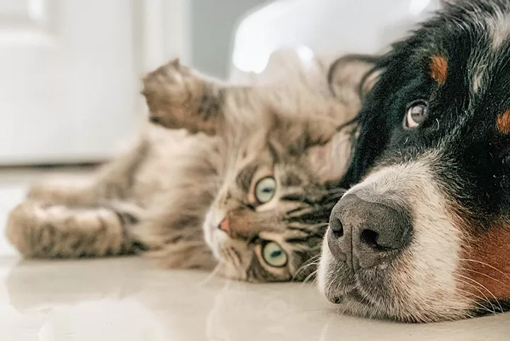 png・webpファイル比較